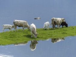 cows and calf feeding mammals cattle animals