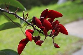 Close-up of red flowers of Erythrina bidwillii on blurred background