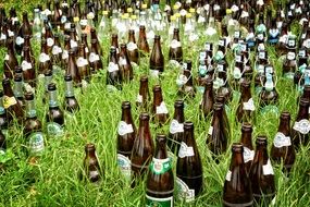 beer bottles drink in the grass