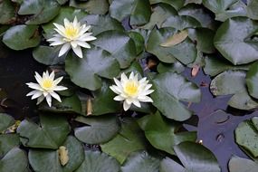 lily pond in nature