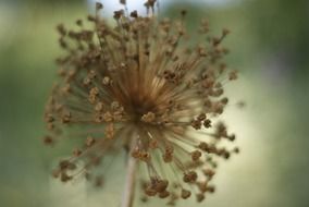 dry flower seeds macro photo