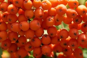 orange ashberries macro