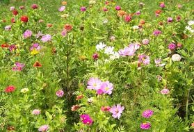 field flowers