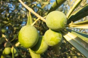 green olives on branch close up