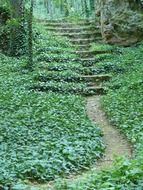 green vegetation on the stairs