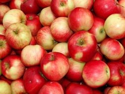 harvest of red-yellow apples