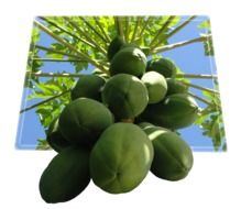 papaya is a fruit bomb