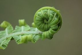 roll of young fern leaf
