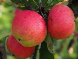 ripe red apples on a tree branch