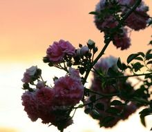 silhouette of a rose bush at pink sunset