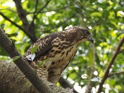 Crested Goshawk on a tree in the park