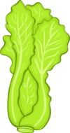 graphic image of green lettuce