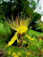 St. John's wort flower on the field