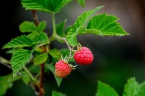 two raspberries on green branch