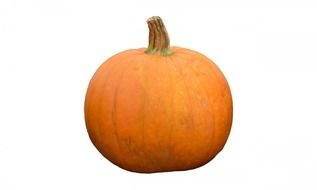 orange pumpkin on white background