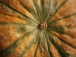 pumpkin bottom close up