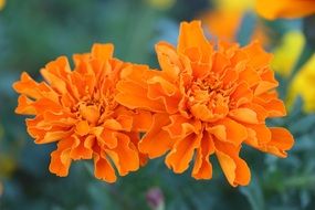 minnesota bloom orange garden close-up