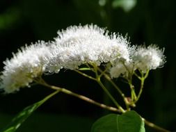White wild plant in nature