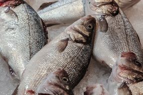 Salted fishes in market