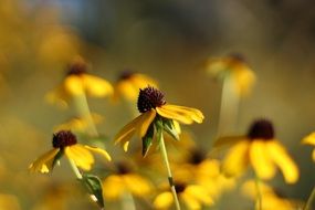 rudbeckia flowers at fall