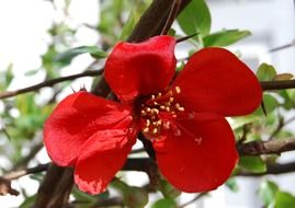 flowering Japanese quince