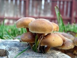 a bunch of mushrooms growing on a tree stump