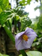 purple flower outdoors