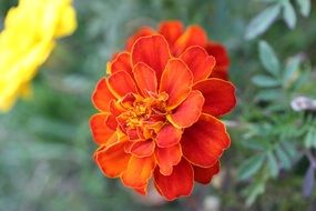 red marigold flower close up