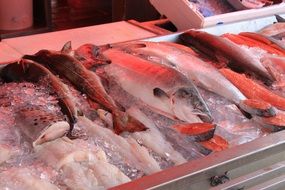 fish in ice on market display