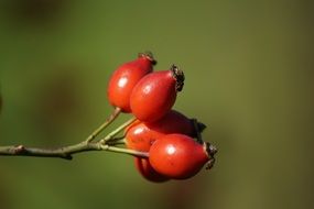 red rose hip berries