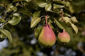 fresh pear on the branch close-up on blurred background