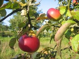 appetizing apple tree