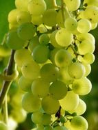 Green grapes on the vine