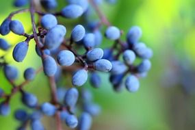 blue small berries on a bush close up