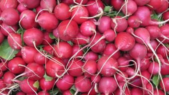 ripe red radishes