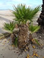 date palm on the beach