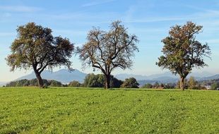 three trees in beautiful summer landscape