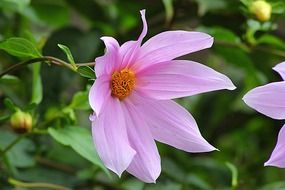 open pink dahlia flower close up