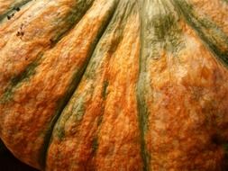 big orange-green pumpkin