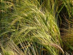 barley cereals field