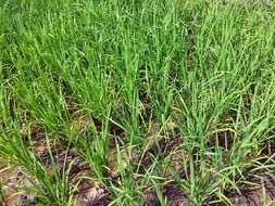 green rice on the field