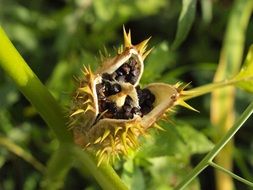 boll autumn fruit