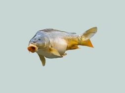 fish swims in the water