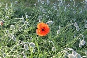 Orange poppy field