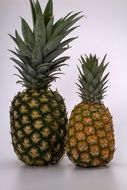 two pineapples of a different varieties