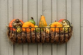 colorful gourds in basket at wall