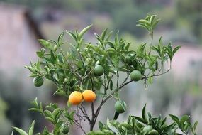 juicy appetizing oranges tree