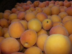 pile of apricots