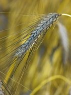 dry black wheat on a blurred background