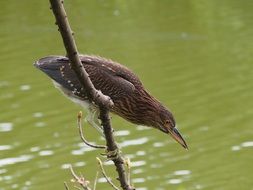 waterfowl on a branch